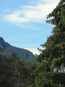 阿尔卑斯山景观与绿色的冷杉和森林在前景和山与天空在背景。fie allo sciliar, south tyrol, 意大利