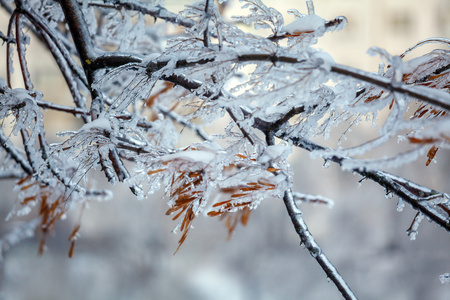 冰雨摄影图-冰雨图片大全-冰雨照片-摄图新视界