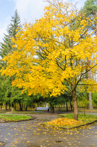 秋天公园里有黄叶的枫树