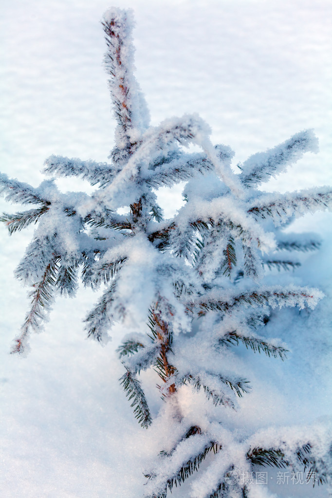 在冬季森林雪松树