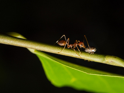 蚂蚁与蚜虫的世界