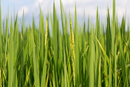 绿色水稻植株