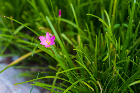 花园里的七彩花