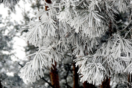 在雪中松