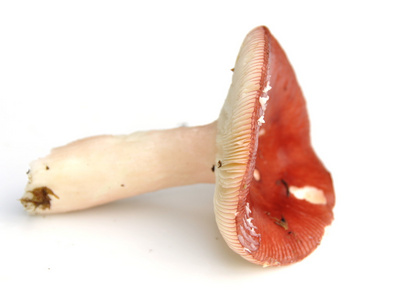 Brittlegill 蘑菇红菇蕾