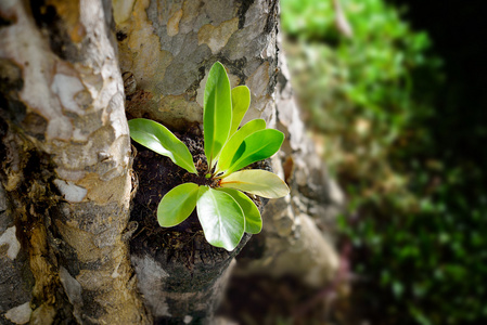 小植物生长