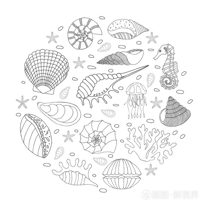 组的贝壳和海星