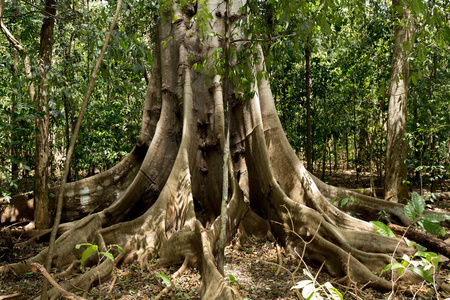 大规模的树被支撑的根 Tangkoko 公园