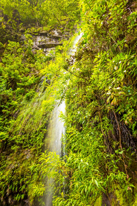 瀑布和绿色的森林景观，马德拉