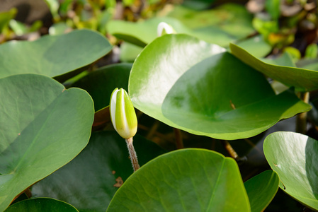 漂浮在池塘上的莲花花蕾