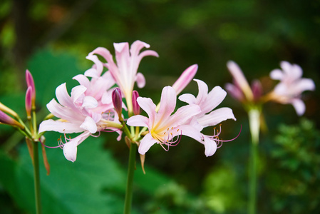 金银花花