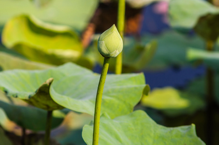 自然背景中的绿色莲花