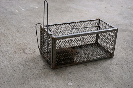 捕捉老鼠的笼子图片