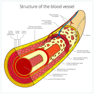 静脉血管壁分层结构图图片