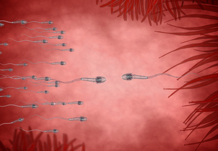 spermatozoons，漂浮到胚珠3d 渲染