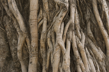 热带榕树根
