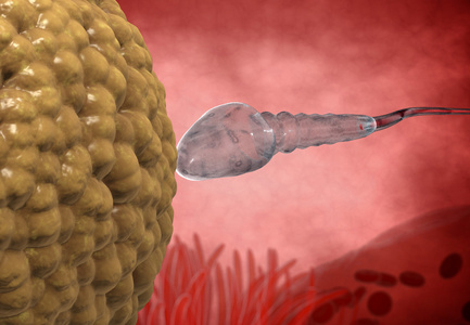 spermatozoons，漂浮到胚珠3d 渲染