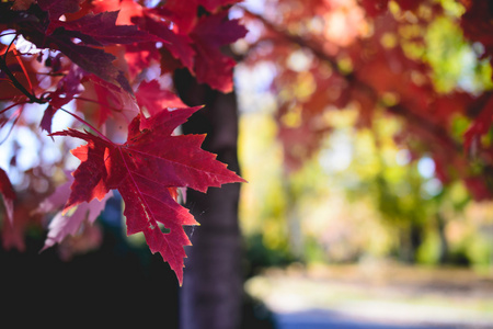 景观与秋天的落叶。复古风格过滤器，枫叶