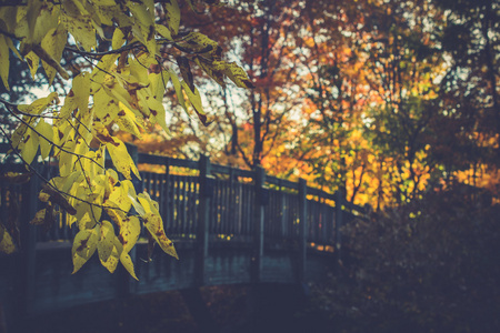 景观与秋天的落叶。复古风格过滤器，枫叶