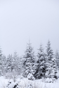 圣诞背景与雪杉木树