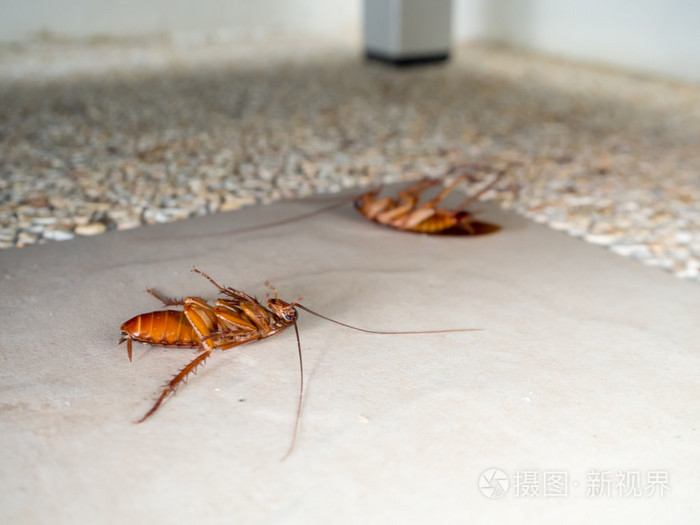 死掉的蟑螂在地板上