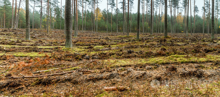 在森林全景中耕耘的土地