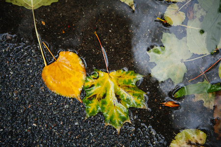 黄色枫叶在水里游泳