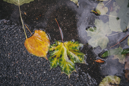 黄色枫叶在水里游泳