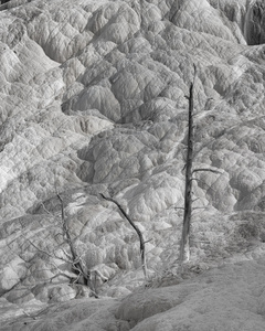 猛兽温泉露台和黑白相间的树木图片