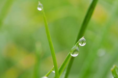 两滴露水