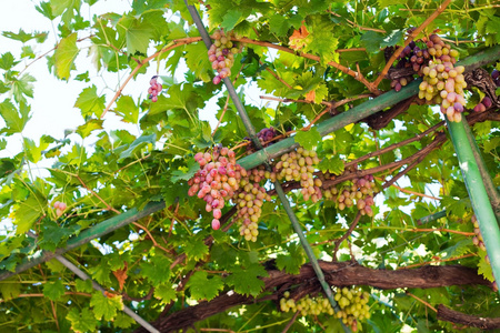 秋天丰收的葡萄园。成熟的葡萄