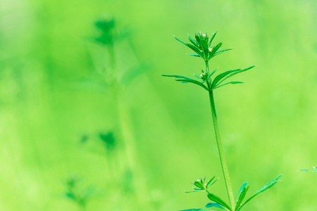 在清晨的新鲜厚草与水滴关门