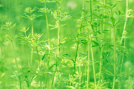 在清晨的新鲜厚草与水滴关门