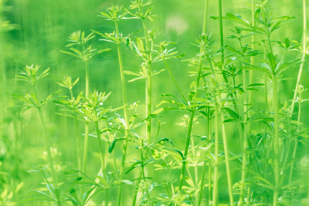 在清晨的新鲜厚草与水滴关门