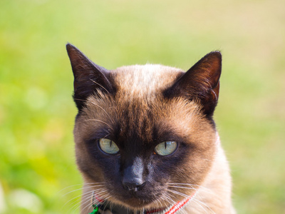 暹罗猫名叫月亮金刚石或密封棕色，也被称为 Wichianma