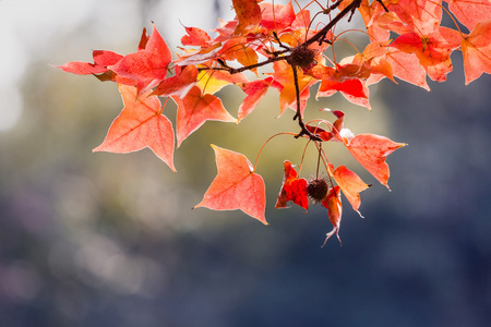 是红色的枫叶树到秋天的季节