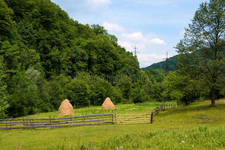 夏季景观