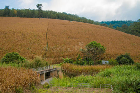 玉米田和水坝