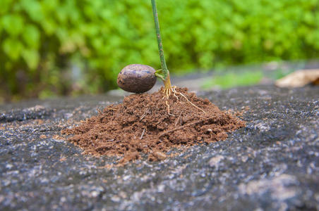 橡胶种子橡胶种子发芽照片