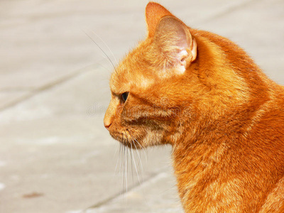 红橙色的猫