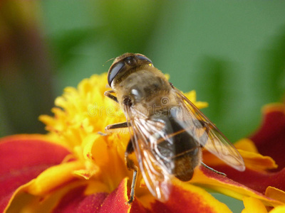 蜜蜂和万寿菊