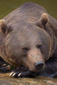 巴伐利亚森林里一只棕熊的画像。