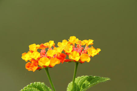 橙色马缨丹花