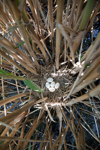 早餐配料鹦鹉孵化图尔杜斯·皮拉里斯,菲尔德费muskovy 鸭关闭苍鹭用