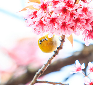 白眼鸟和樱花或樱花