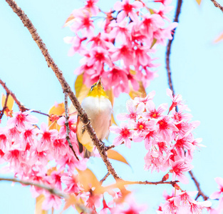 白眼鸟和樱花或樱花