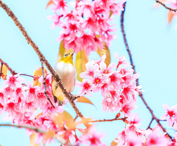 白眼鸟和樱花或樱花