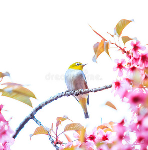 白眼鸟和樱花或樱花