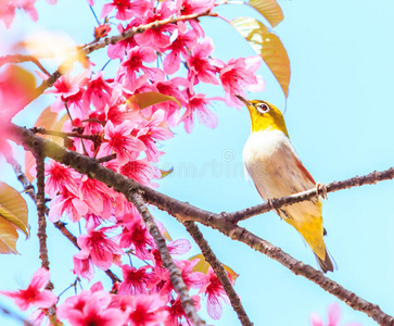 白眼鸟和樱花或樱花