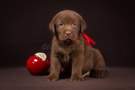 巧克力拉布拉多小狗坐在棕色的